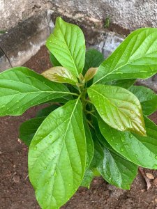 Avocado plant 